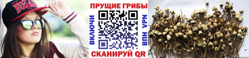 купить наркотик  Гаджиево  Псилоцибиновые грибы Magic Shrooms 